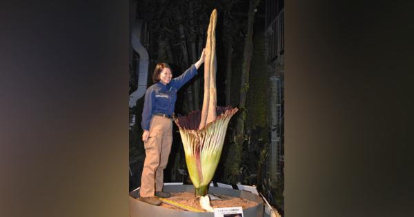 世界最大の“花”ショクダイオオコンニャク開花　筑波実験植物園　茨城