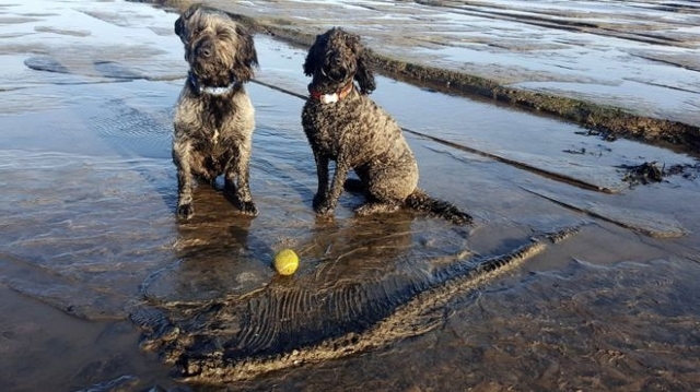 飼い犬が魚竜の化石発見　新種なら名前の由来に？ - BBCニュース