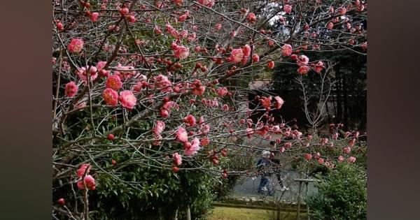 寒風に揺れるウメ、暖冬で開花進む　京都・嵐山の公園