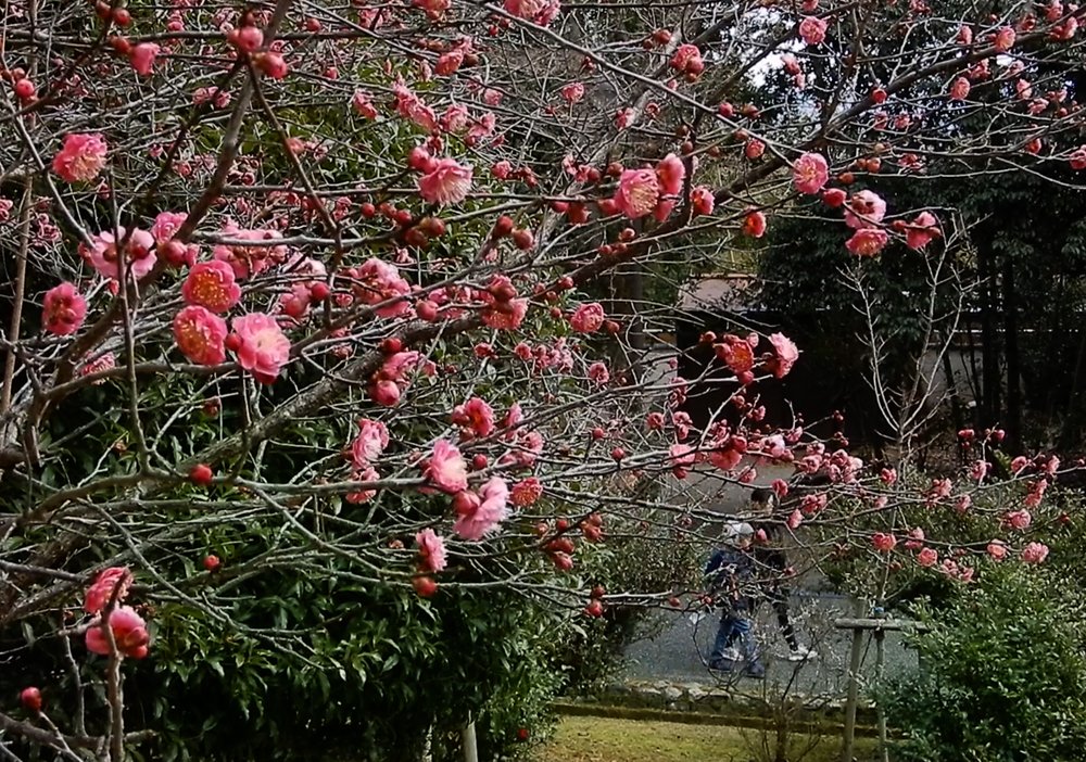 寒風に揺れるウメ、暖冬で開花進む　京都・嵐山の公園