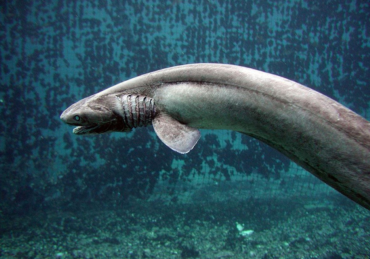 貴重な深海鮫「ラブカ」、死因は朝日新聞のストロボ撮影？水族館側の納得の説明