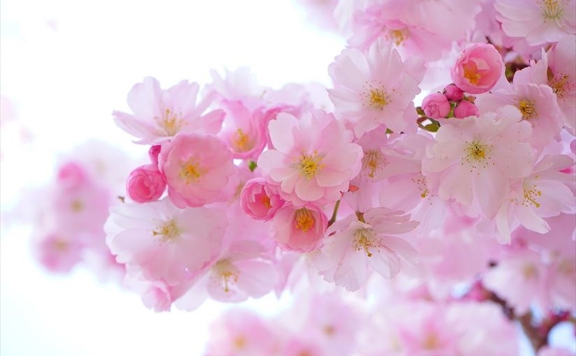 桜の開花は平年より7日早い3月19日～ AIが開花・満開を予想 - Ledge.ai