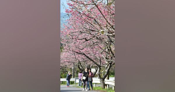「日本一の早咲き」琉球寒緋桜が見ごろ　花見客も半袖で　沖縄・本部