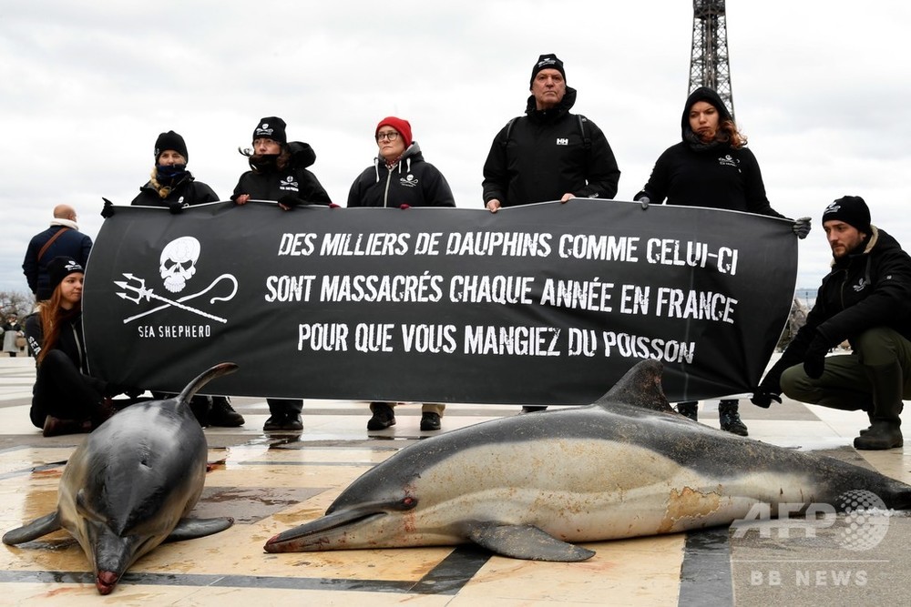反捕鯨団体シー・シェパード、トロール漁によるイルカの死を告発