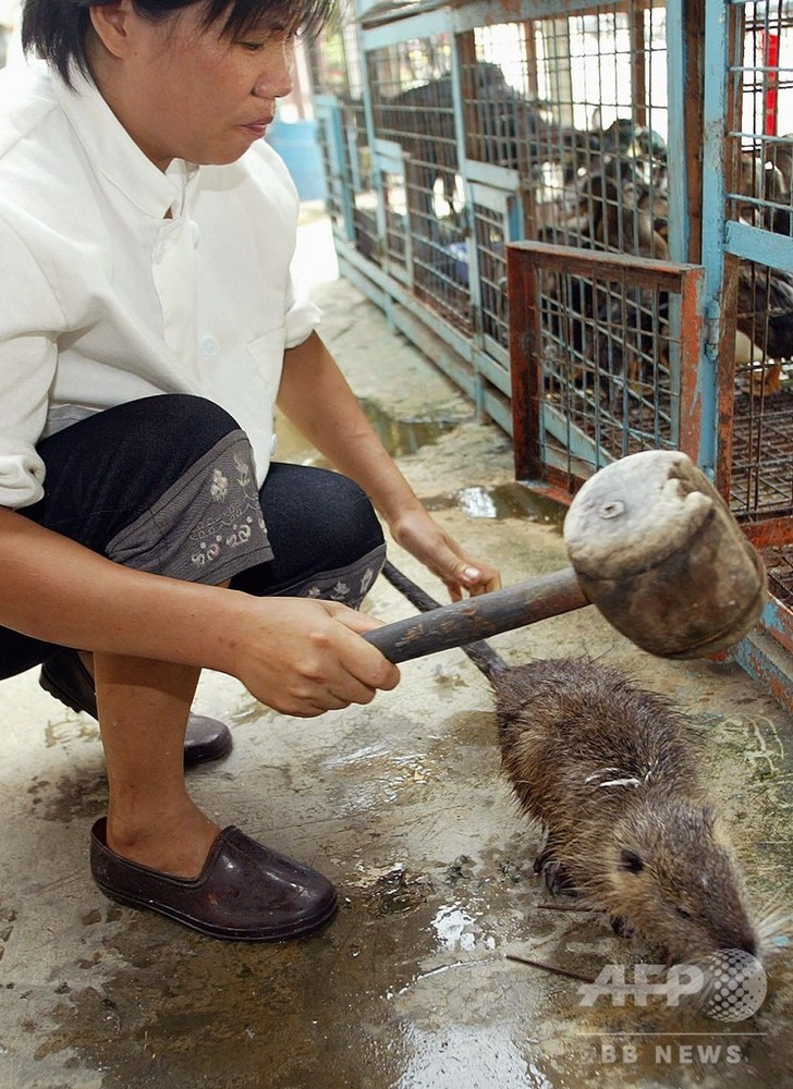 中国の野生動物取引による新感染症、「今後も頻繁に発生」 専門家