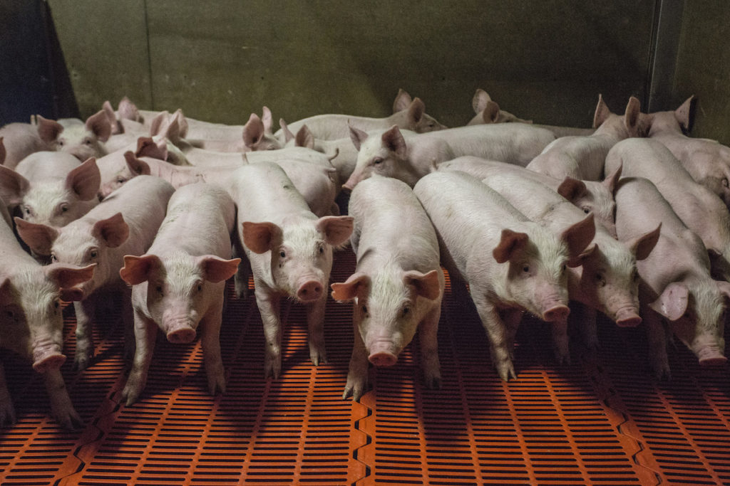 畜産業界における抗生物質の乱用が、世界で「耐性菌の脅威」を生んでいる