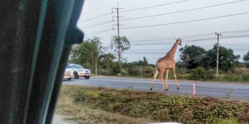 タイ 輸送車からキリン2頭逃走 幹線道路一時騒然 1頭は捕獲