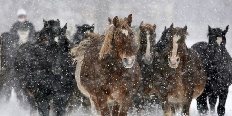 雪蹴散らし大型馬疾走、十勝牧場　冬の運動不足解消