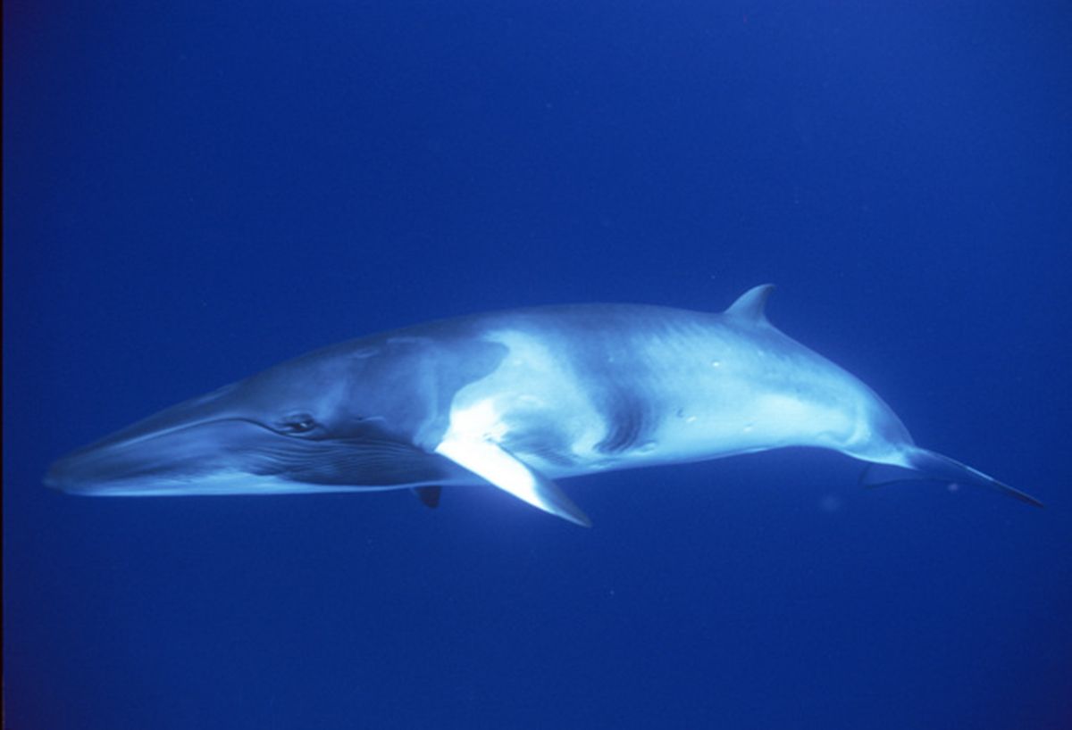 “海の勝ち組”クジラが天敵・人類に狙われた理由　生物進化を食べる（第10話）哺乳類・クジラ篇