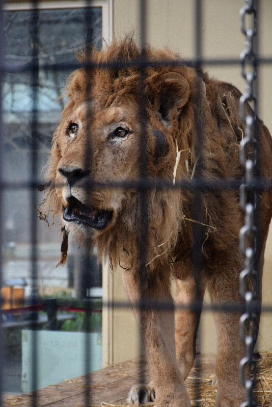 国内最高齢ライオン死ぬ　京都市動物園の「ナイル」　25歳、人間でいえば100歳超