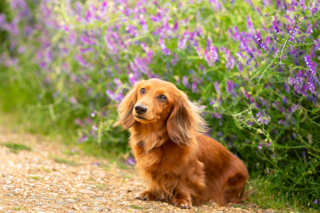 著名人7人がメロメロ状態で語る ウチの犬が世界でいちばん可愛い