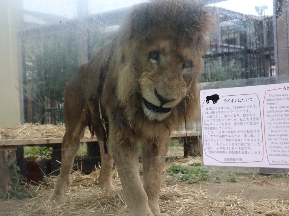 ライオンもう飼わない動物園に　最高齢の死、動物福祉のなぜ　「重い選択」と園