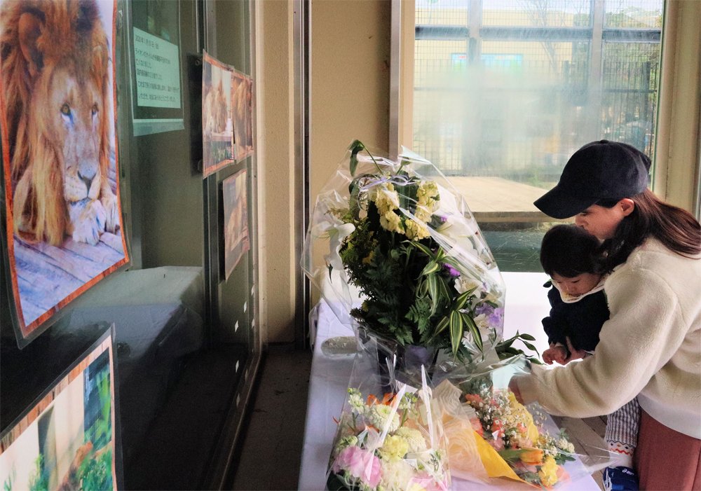 ライオン「ナイル」死悼みファン訪れる　京都市動物園、展示室前に献花台