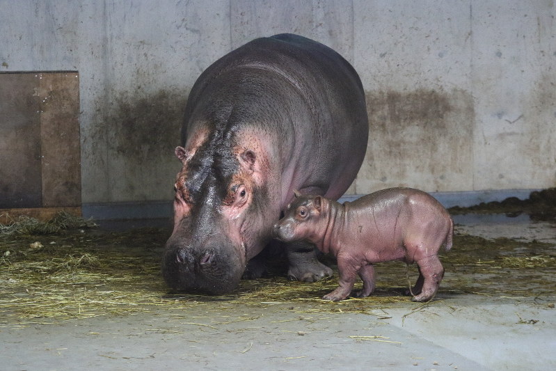 旭山動物園でカバの赤ちゃん誕生　すくすく育ち、27年ぶり繁殖成功