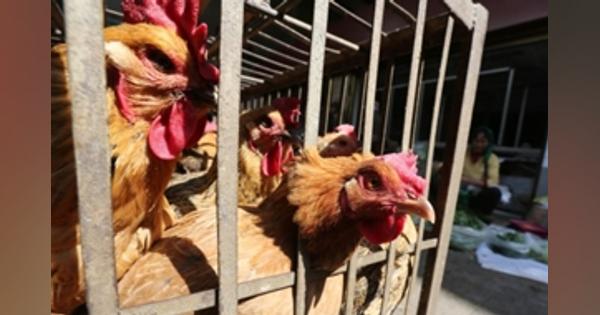 中国の鳥インフルエンザ発生、引き続き注視していく＝官房長官 - ロイター