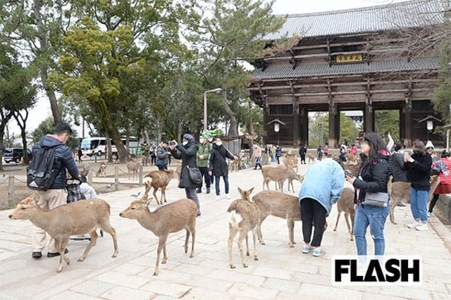 新型肺炎、中国人観光客激減で「奈良公園の鹿」が飢えている - SmartFLASH