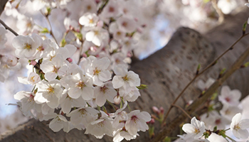 今年の桜、いつ開花？　全国的に早い予想