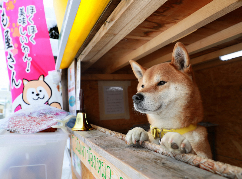 柴犬のケン　札幌の焼き芋店で店番　海外観光客にも人気