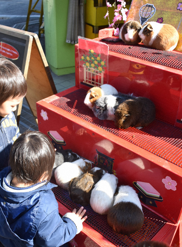 かわいー！　テンジクネズミ10匹が「ひな壇飾り」に　埼玉・智光山公園こども動物園