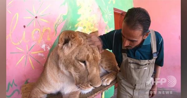 動画：内戦下のイエメン、動物園の生き物たちも苦闘 餓死したライオンも