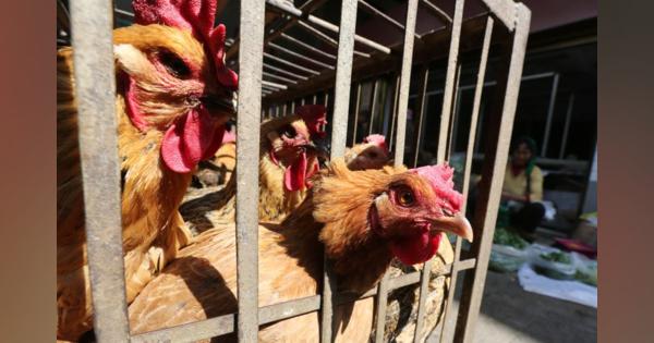 中国四川省で高病原性Ｈ5Ｎ6型鳥インフル、養鶏場で初