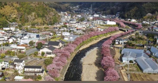 静岡の「河津桜まつり」始まる　既に六分咲き、初日からにぎわう