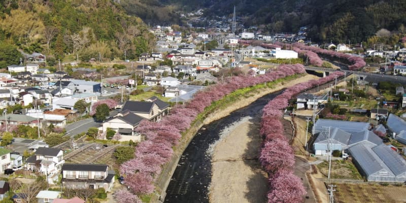 静岡の「河津桜まつり」始まる　既に六分咲き、初日からにぎわう