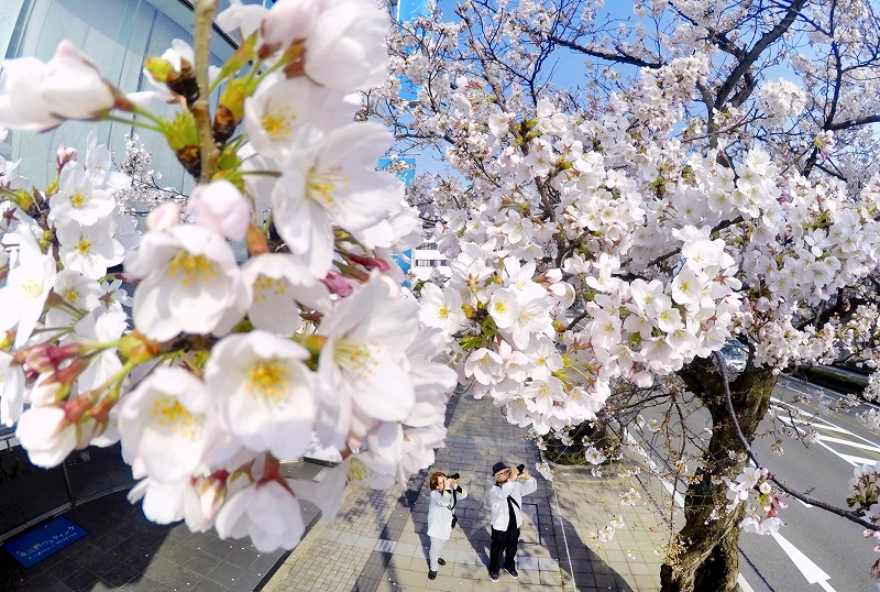 桜開花予想、福井は3月29日