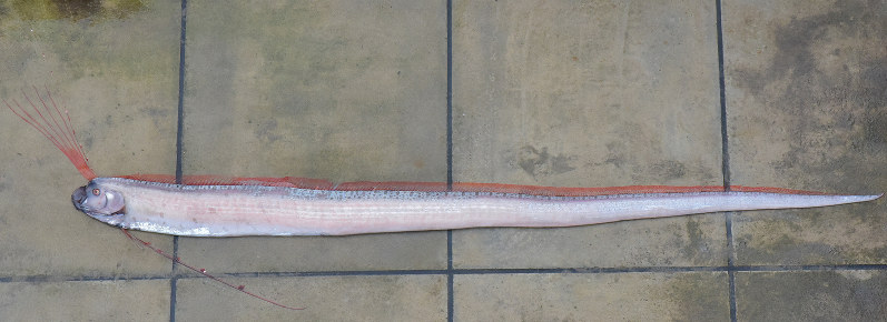 リュウグウノツカイ、新潟の浜辺で発見　体長4メートル　「マリンピア日本海」で展示
