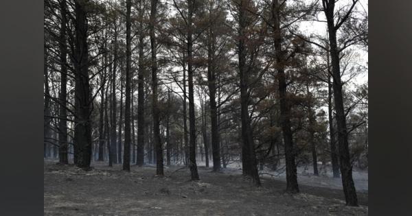 豪東部の森林火災、約6カ月ぶりに制圧＝当局発表