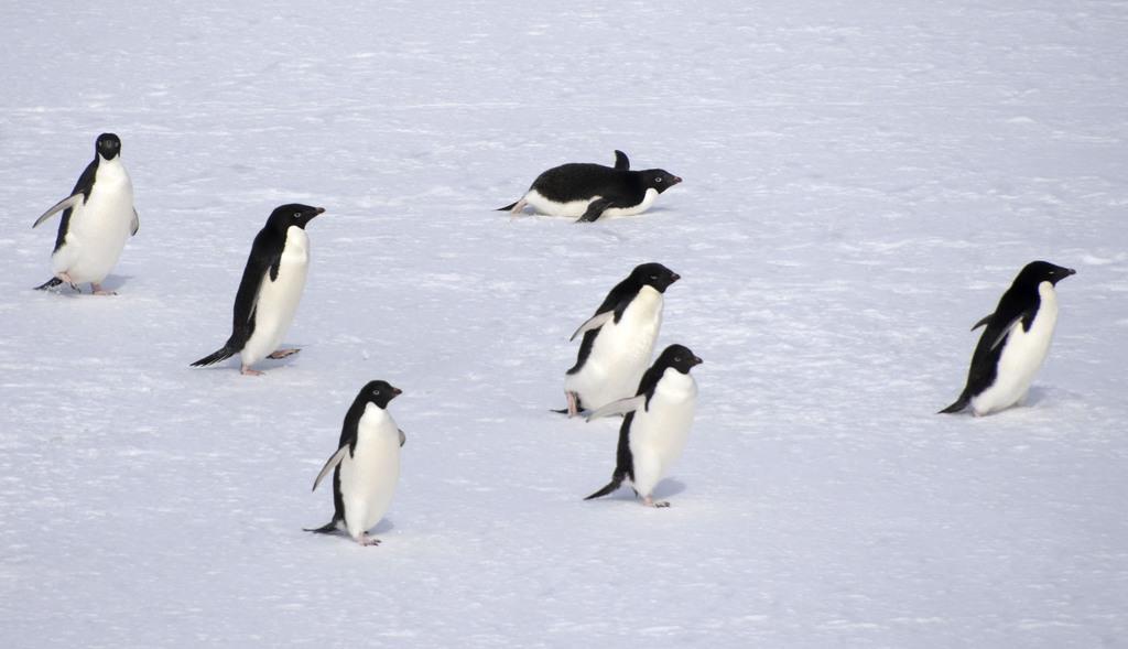 南極で過去最高気温「１８・３度」記録　「２０度越え」報道も