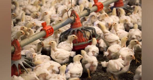 中国、すべての米国産鳥肉・鳥肉製品の輸入を許可
