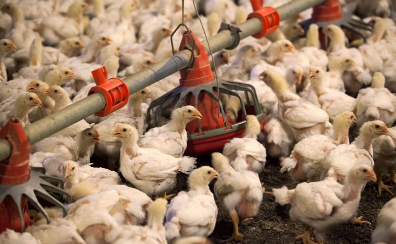 中国、すべての米国産鳥肉・鳥肉製品の輸入を許可