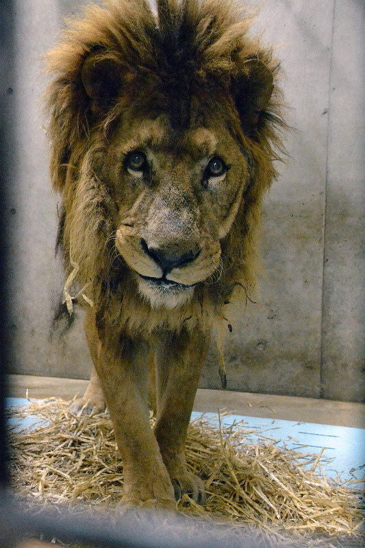 「かっこよかった」「生き方教わった」最高齢ライオン・ナイル　死の前々日まで咆哮　京都市動物園