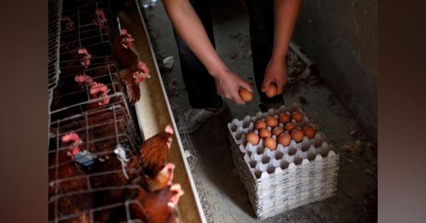 中国、新型肺炎で鶏肉・卵の供給に打撃も＝農業農村省