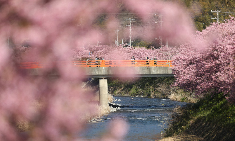 春の訪れ「河津桜」　暖冬で例年より10日早く見ごろ