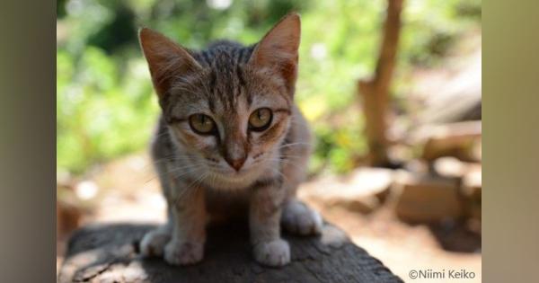 インド洋の島国スリランカで見つけたよちよち子猫　猫の名前は「プーサ」、でもこっちの猫も「プーサ」