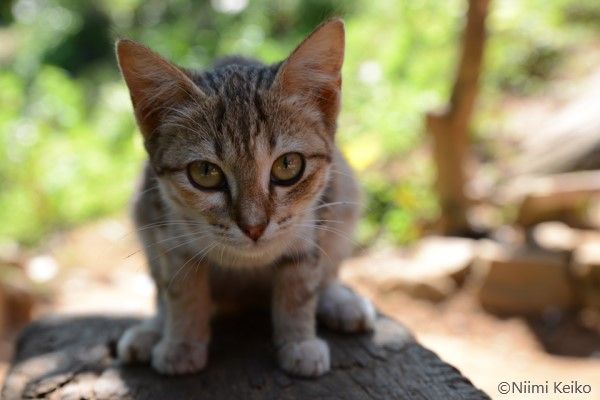 インド洋の島国スリランカで見つけたよちよち子猫　猫の名前は「プーサ」、でもこっちの猫も「プーサ」