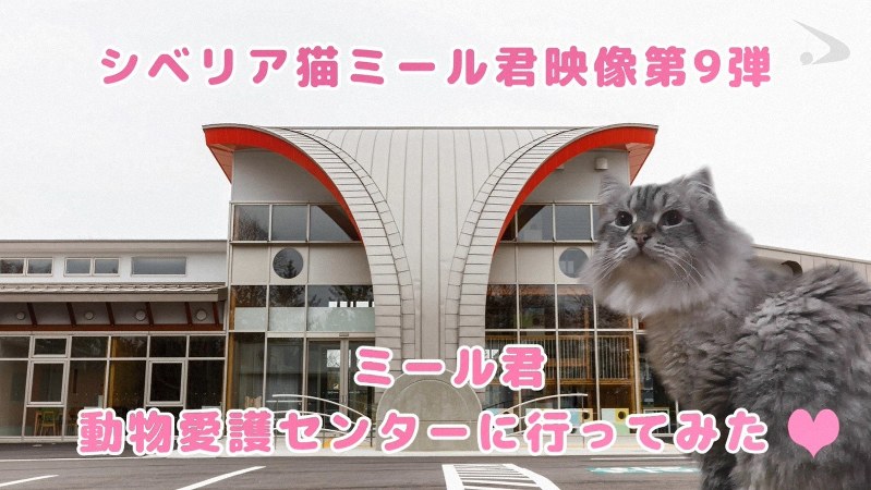 おもちゃに動じぬ「大物」ぶり発揮　秋田県、プーチン氏が知事に贈った猫の動画公開へ