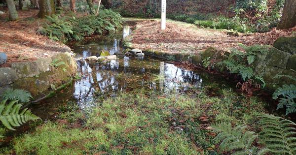 「ビャッコイ」環境省が希少種に　福島・白河市のみに自生の水生植物