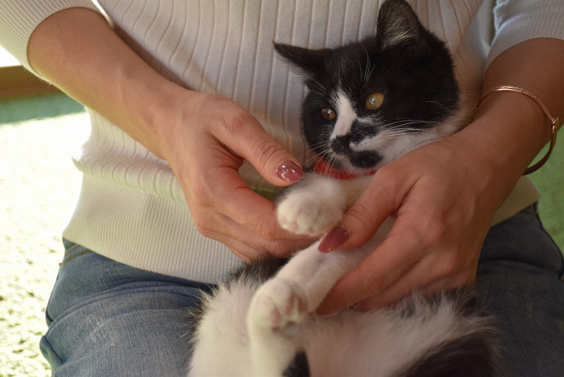 命つなぐ保護猫カフェ、静岡にオープン　ボランティアと動物病院が協力