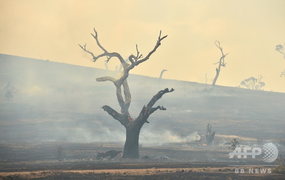国内森林の5分の1が焼失、オーストラリア 研究