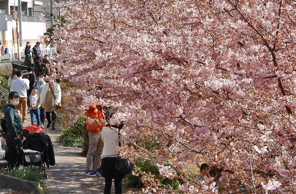 春爛漫「淀の河津桜」が見頃　京都、新型肺炎で催し中止に