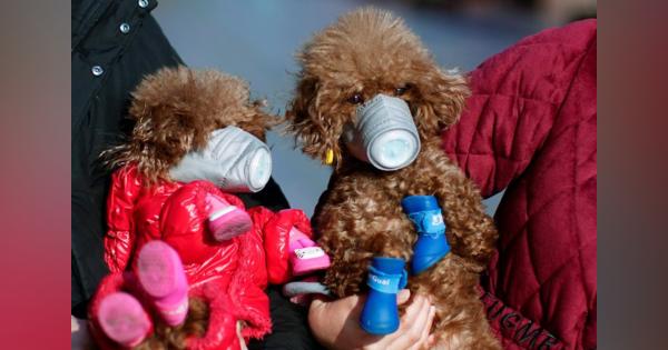 香港　感染者のペットの犬に弱陽性反応