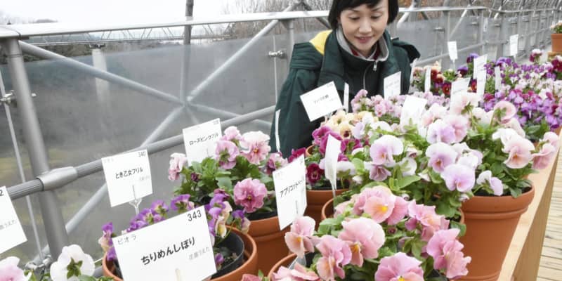 鳥取でパンジー・ビオラ展　「花回廊」に500品種