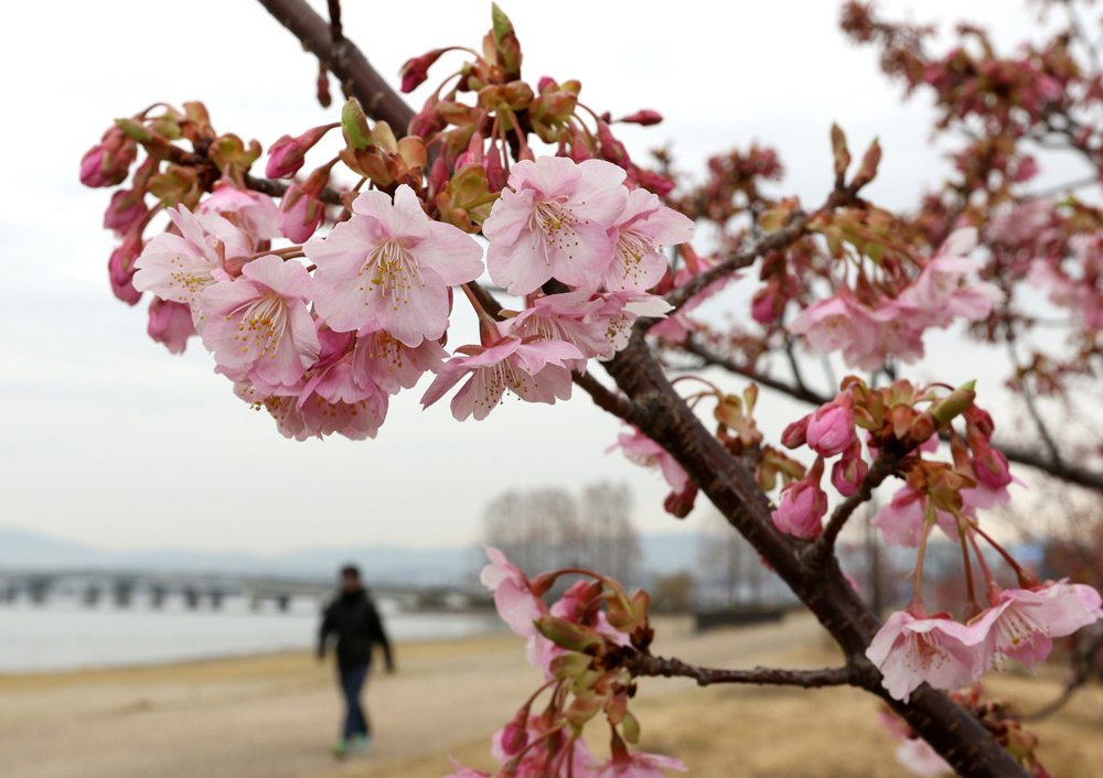 ほころぶ春、心まで染めて　早咲き河津桜、各地で