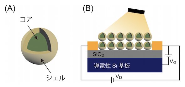 半導体ナノ結晶を用いて光電流増幅効果の高い電界効果トランジスタを作製