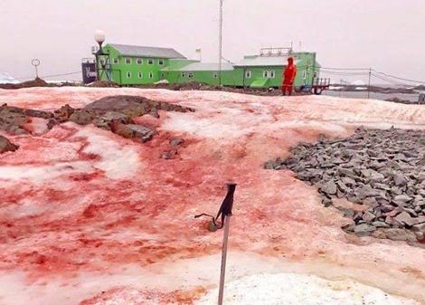 血に染まったような赤い雪景色が南極で観測される