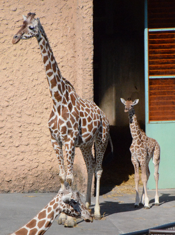 キリンの赤ちゃん誕生 ちょっぴりのっぽで名前は ジム 多摩動物公園