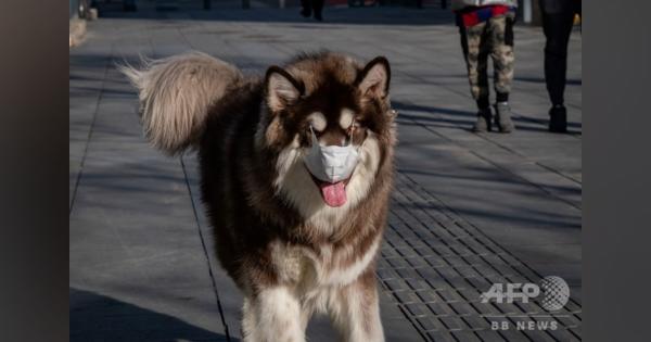 新型コロナ、犬への感染確認 香港患者のペット